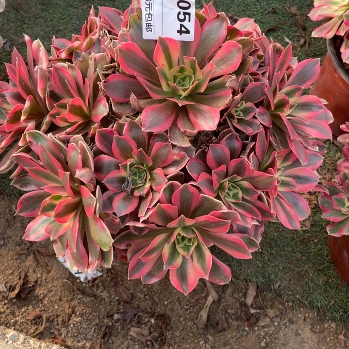 多肉粉女妖法师054