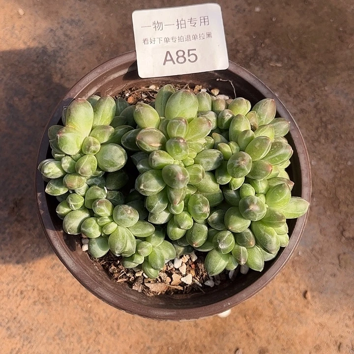 千代田缀化，一物一拍