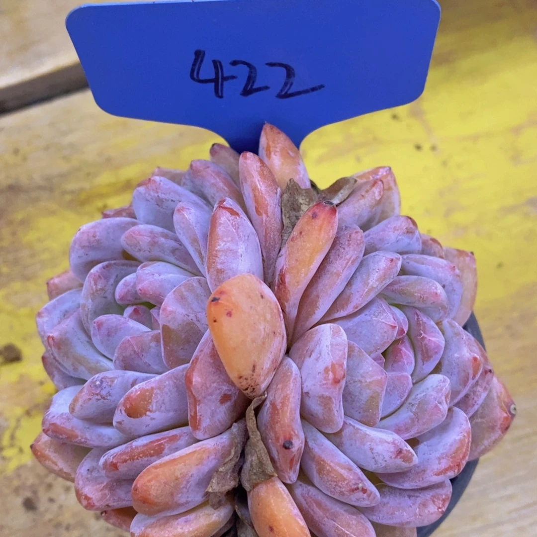 清货专场，粉丝一单包邮