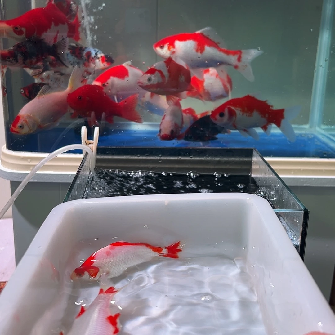 a***正海水观赏鱼福利多多啊