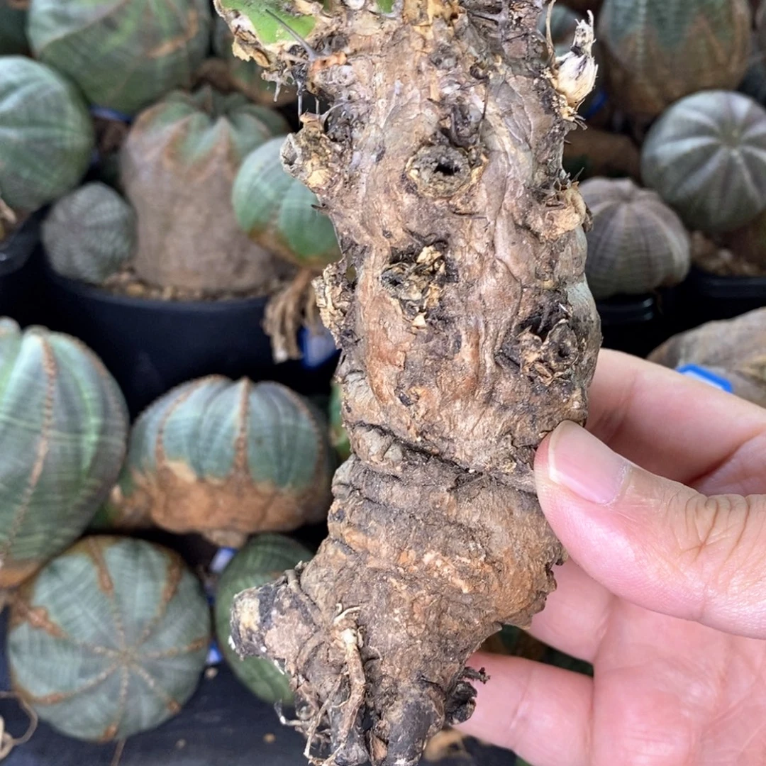 火山熟桩一物一拍