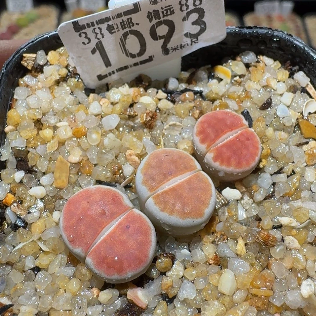 Sssss生石花肉1093