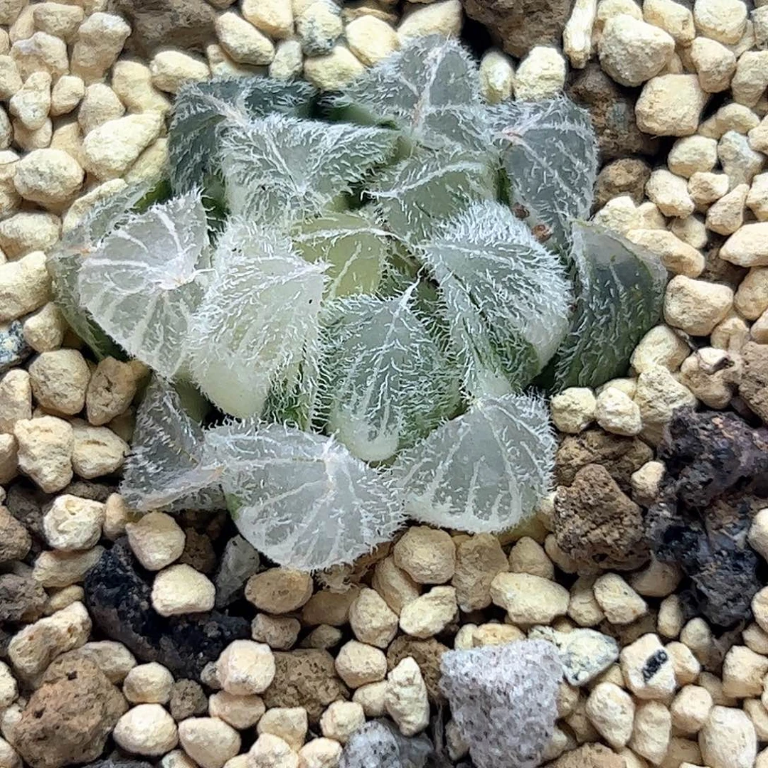 糊斑毛玉露锦十二卷多肉