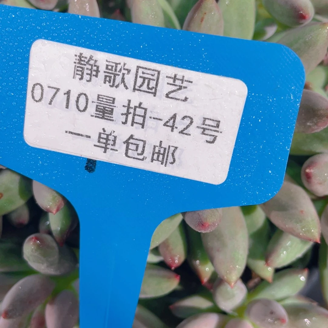 自****0710-42-绿意体虞美人