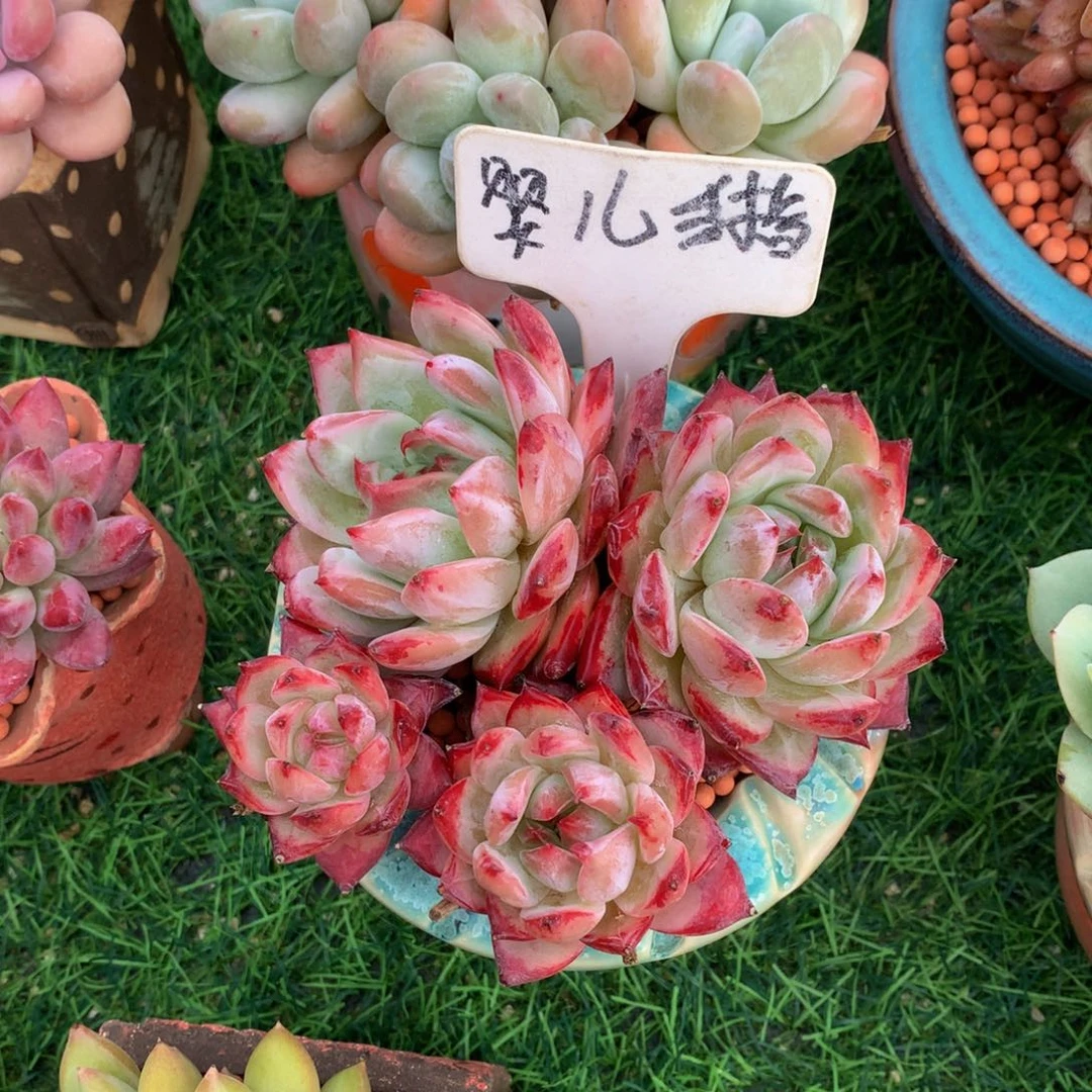 恩***宝多肉植物6373737373773