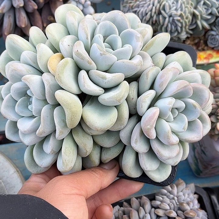 多肉植物一物一拍