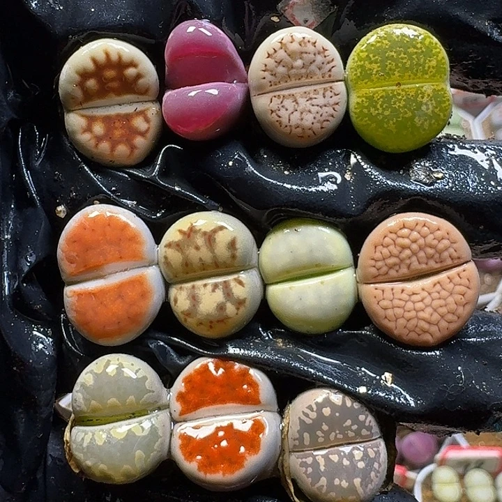 生石花11111。   131