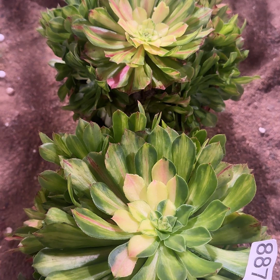 无***痕多肉植物法师知否886887