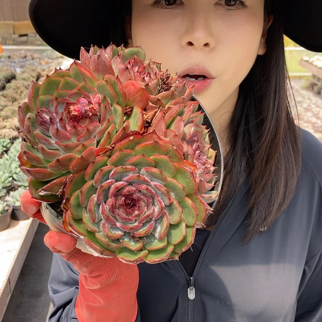 蓝色妖姬群4头随机