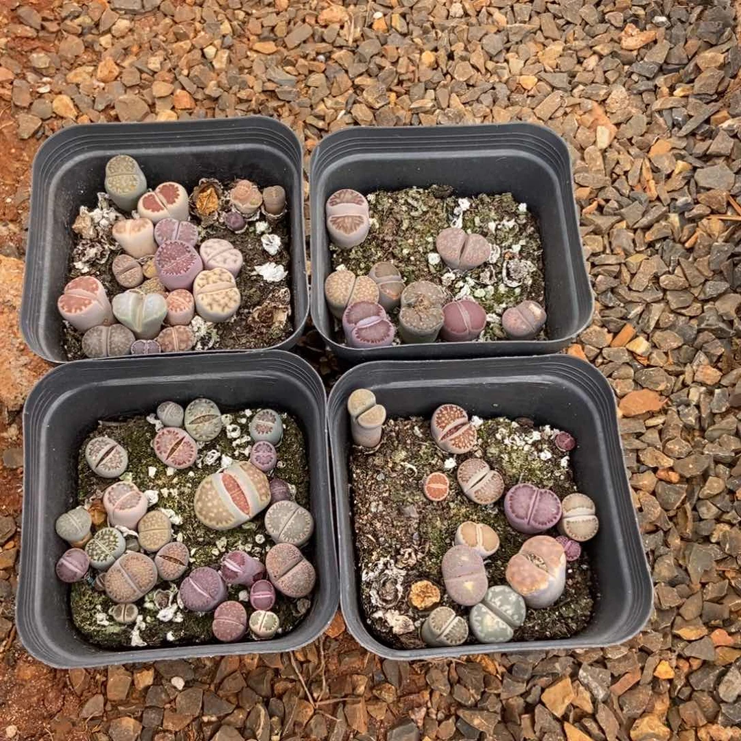 7505特价混合4盒脱土有疤长腿个头小