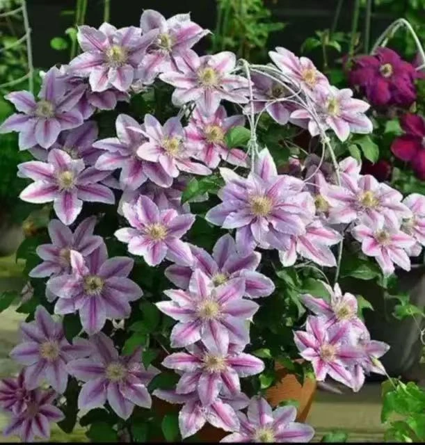 铁线莲蜜蜂之恋二类早花大花耐寒耐热室内阳台庭院盆栽花卉