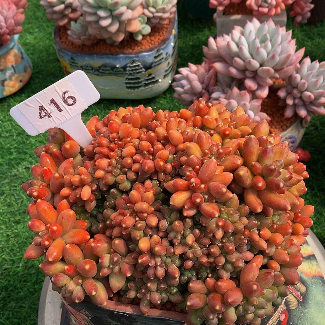 叶*千代田缀多肉植物121