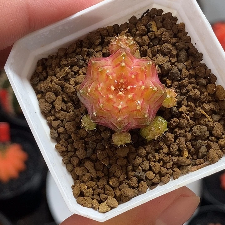 泰系轮回——带盆土发货35