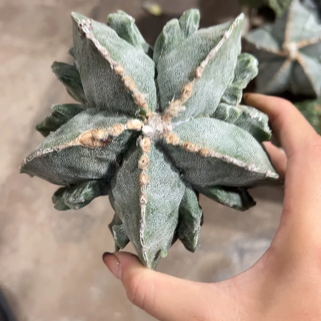 凡***子实生鸾凤玉一物一拍
