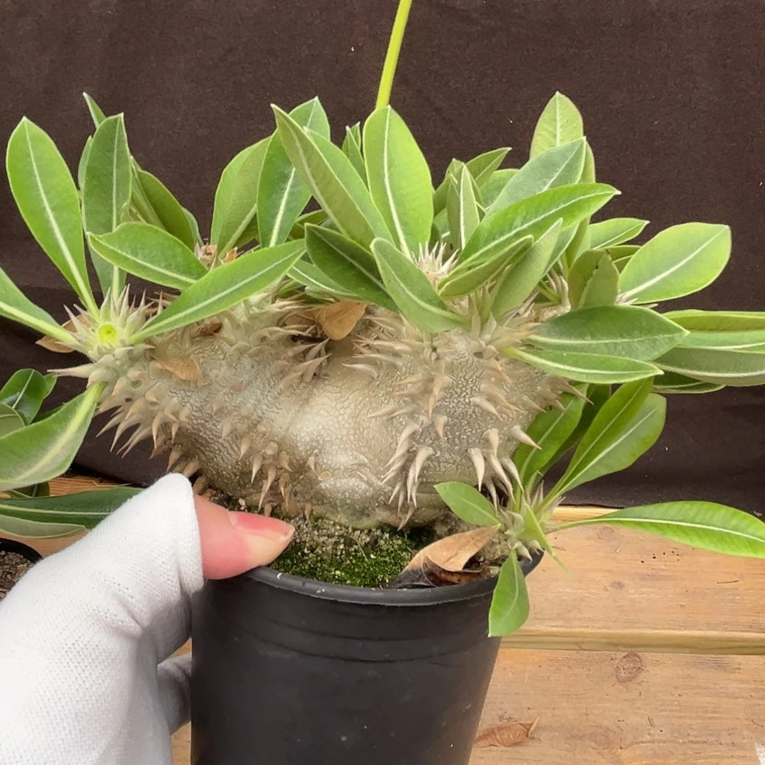 汤圆植物惠比大黑