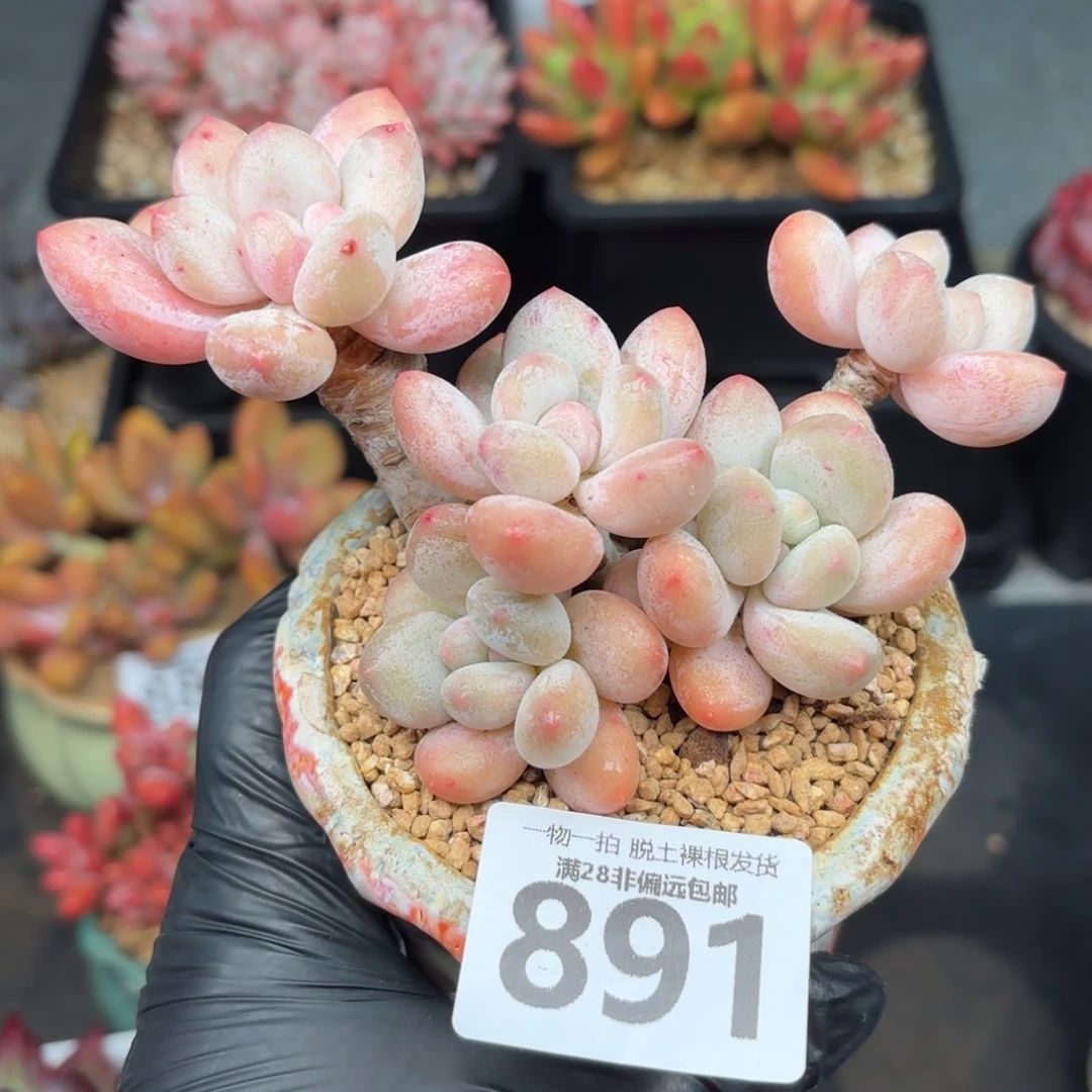 香水老桩无盆土发货