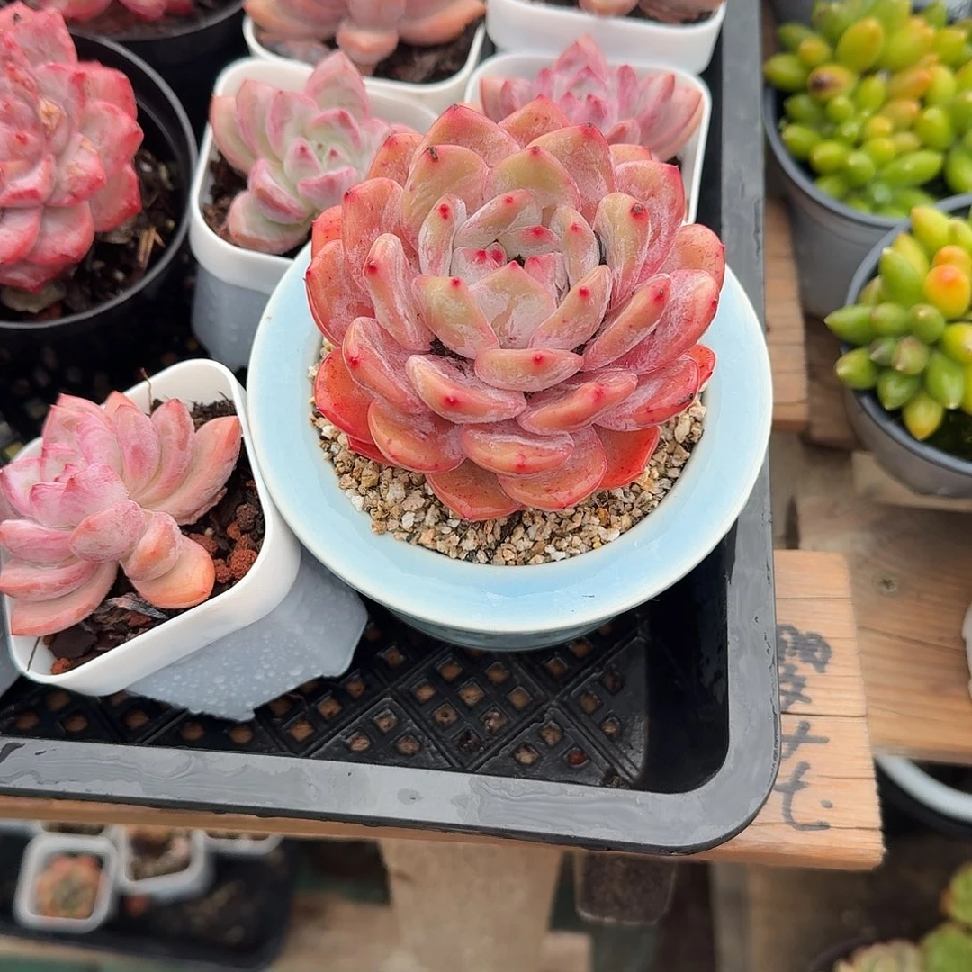 成梦露带盆多肉植物