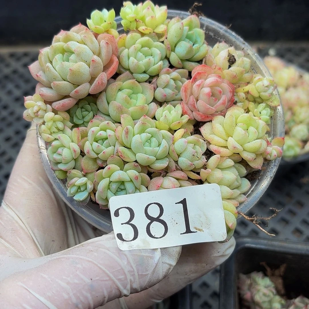 多肉植物多肉植物381