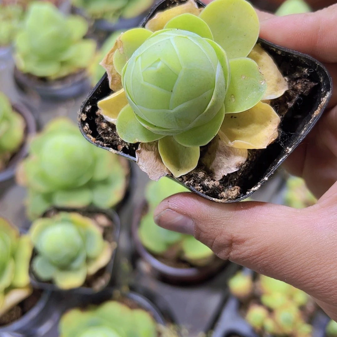 白玉鸡蛋19包邮多肉