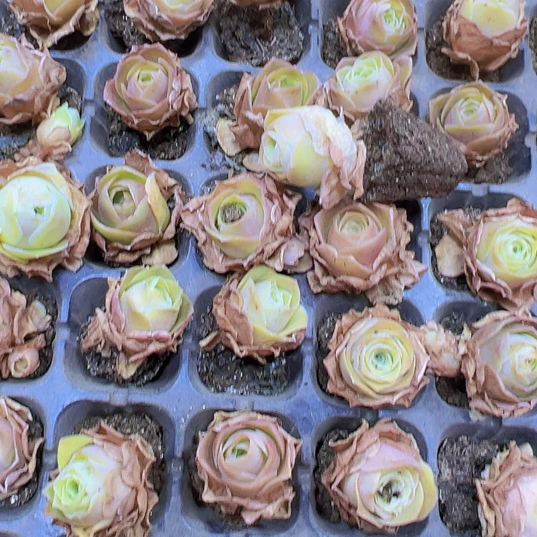 黄金大帕苗7个19包邮