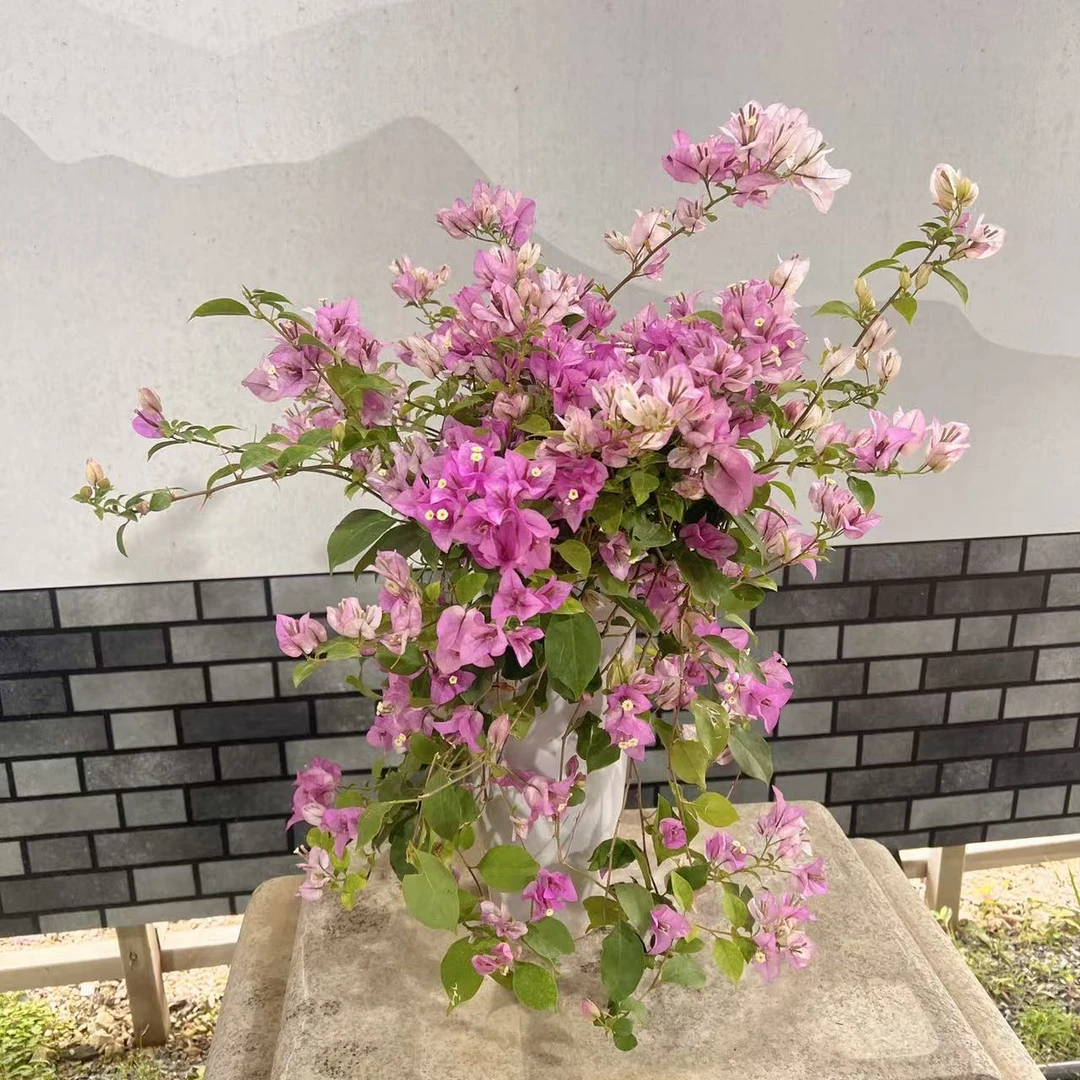 【艺景园花花公子】梦幻雪紫三角梅原生老桩盆景侧飘好养--