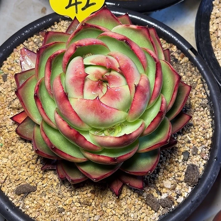 惊鸿仙子一物一拍，14厘米左右