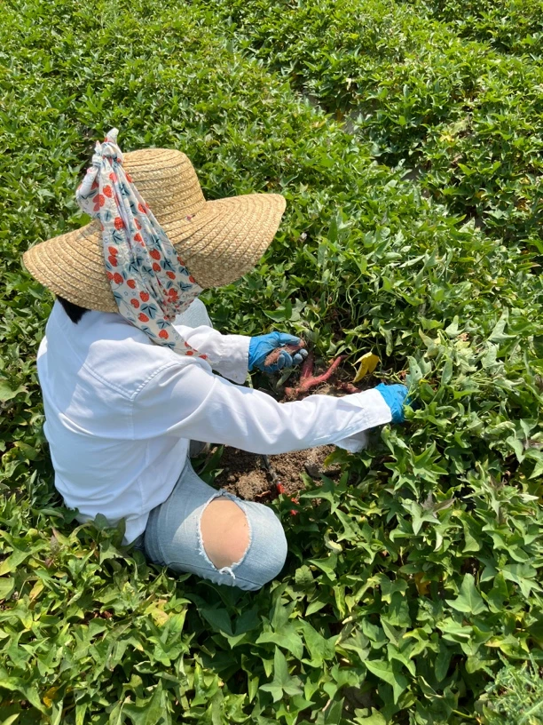 正宗海南东方小香薯地瓜糯甘甜5/9斤