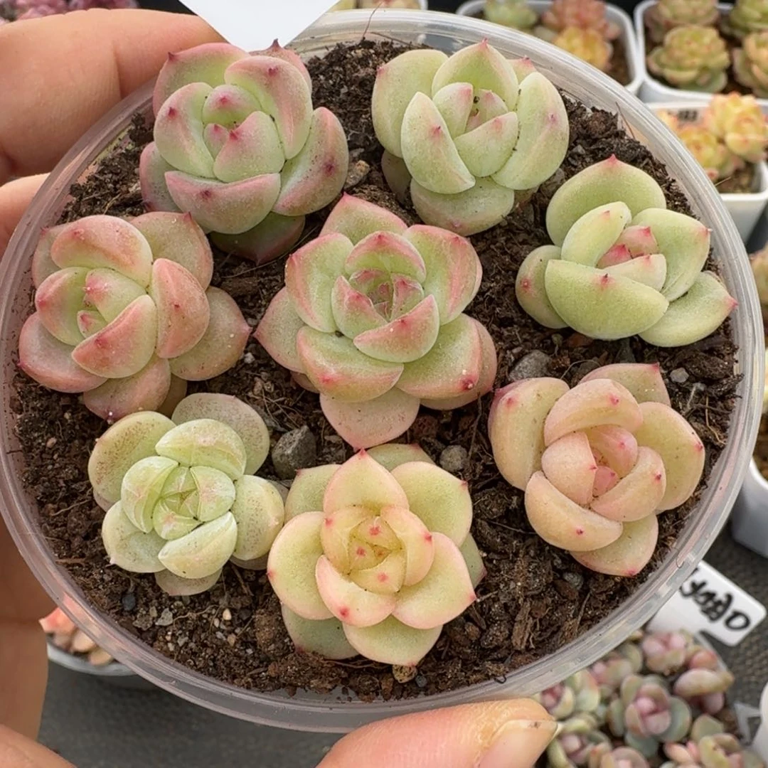 一物一拍一盒330-170
