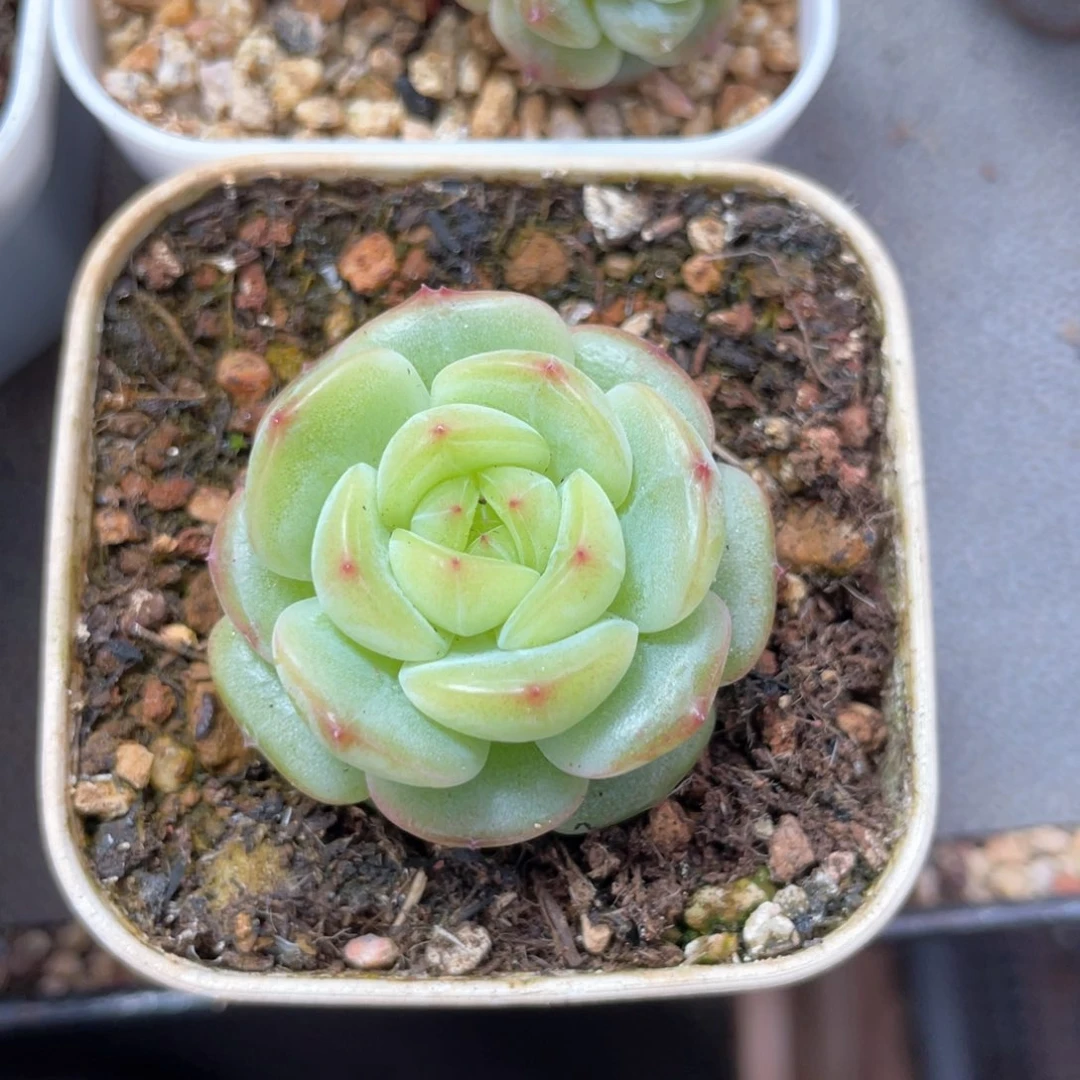 优选珍妮福利1694