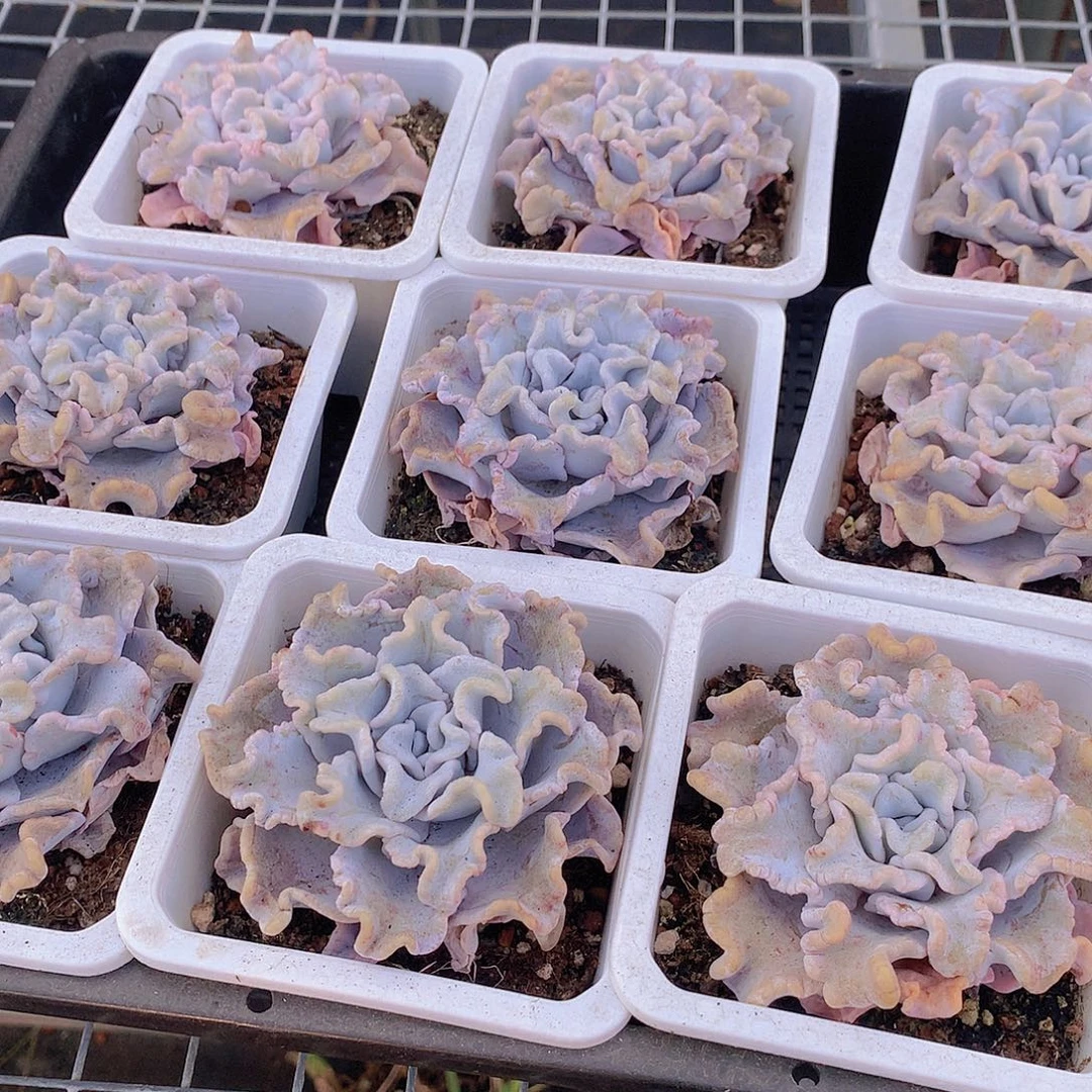 2盆巴蕾舞者0000000000000