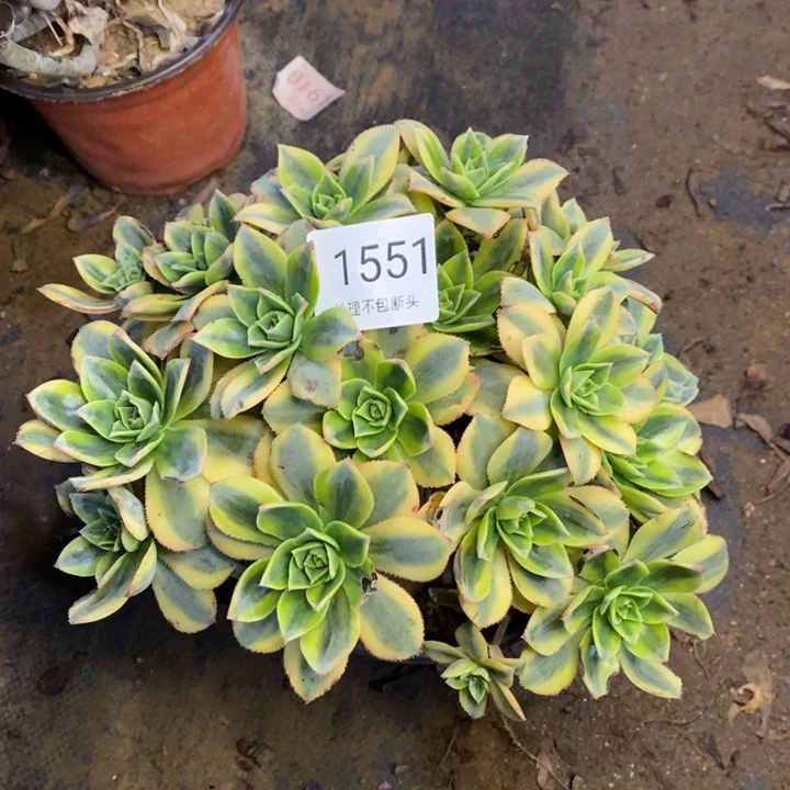 星爆多肉断头不包1551