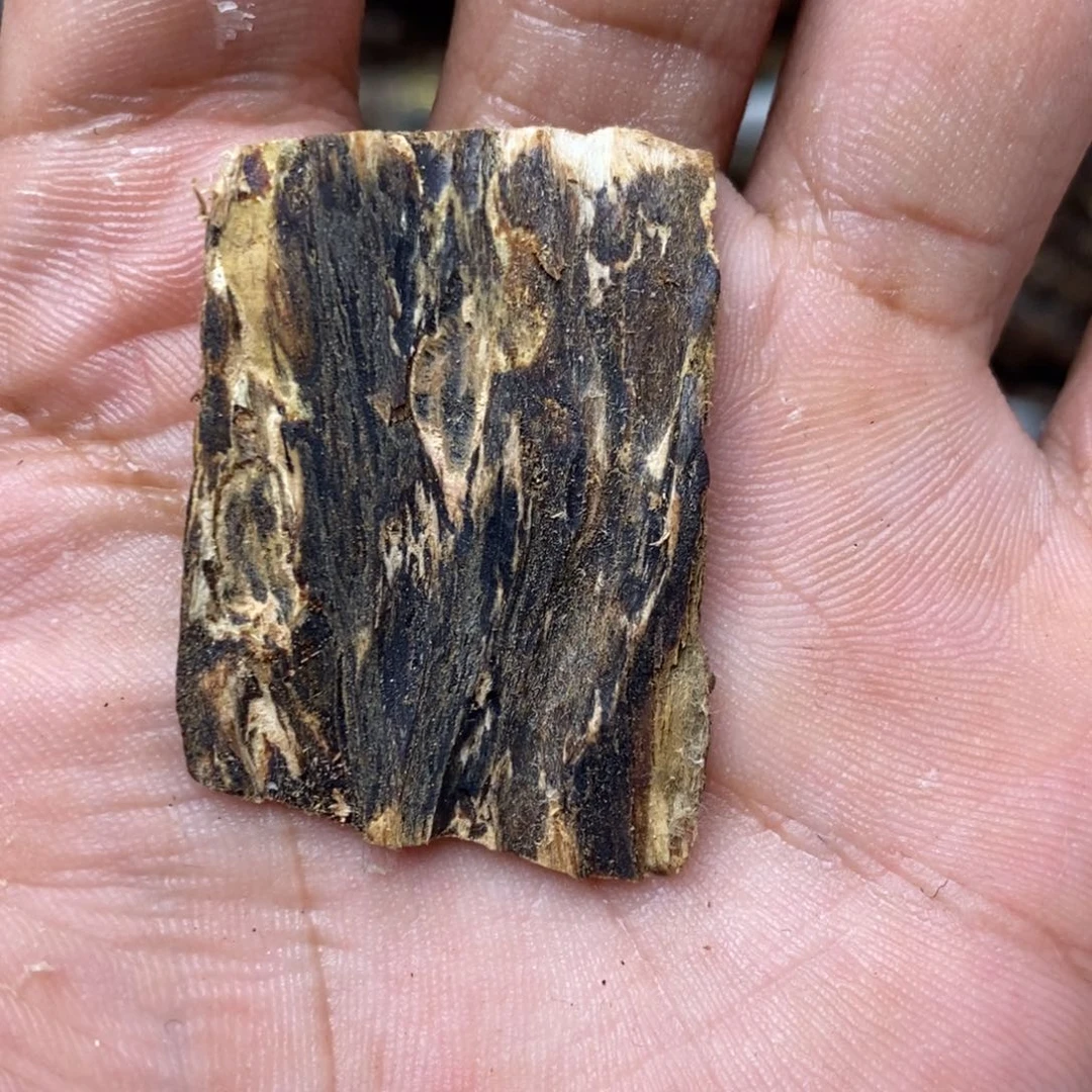 沉香碎屑沉香树皮油