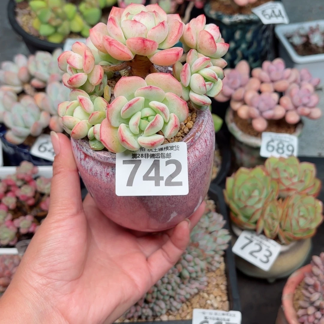 香草多肉无盆土发货