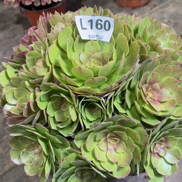 瑞妈多肉植物，160.