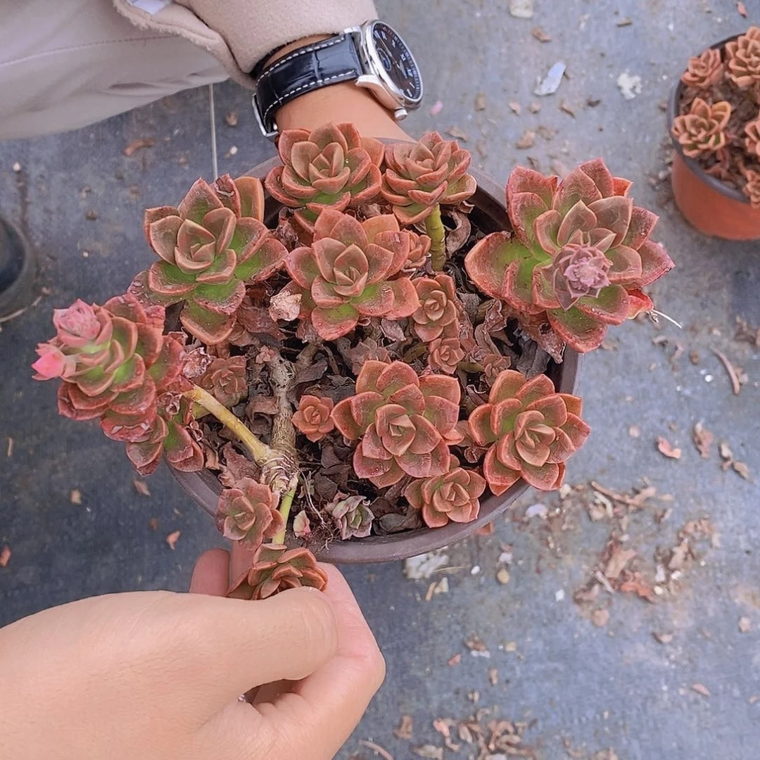 整桩整群无砍巧克力玫瑰一盆
