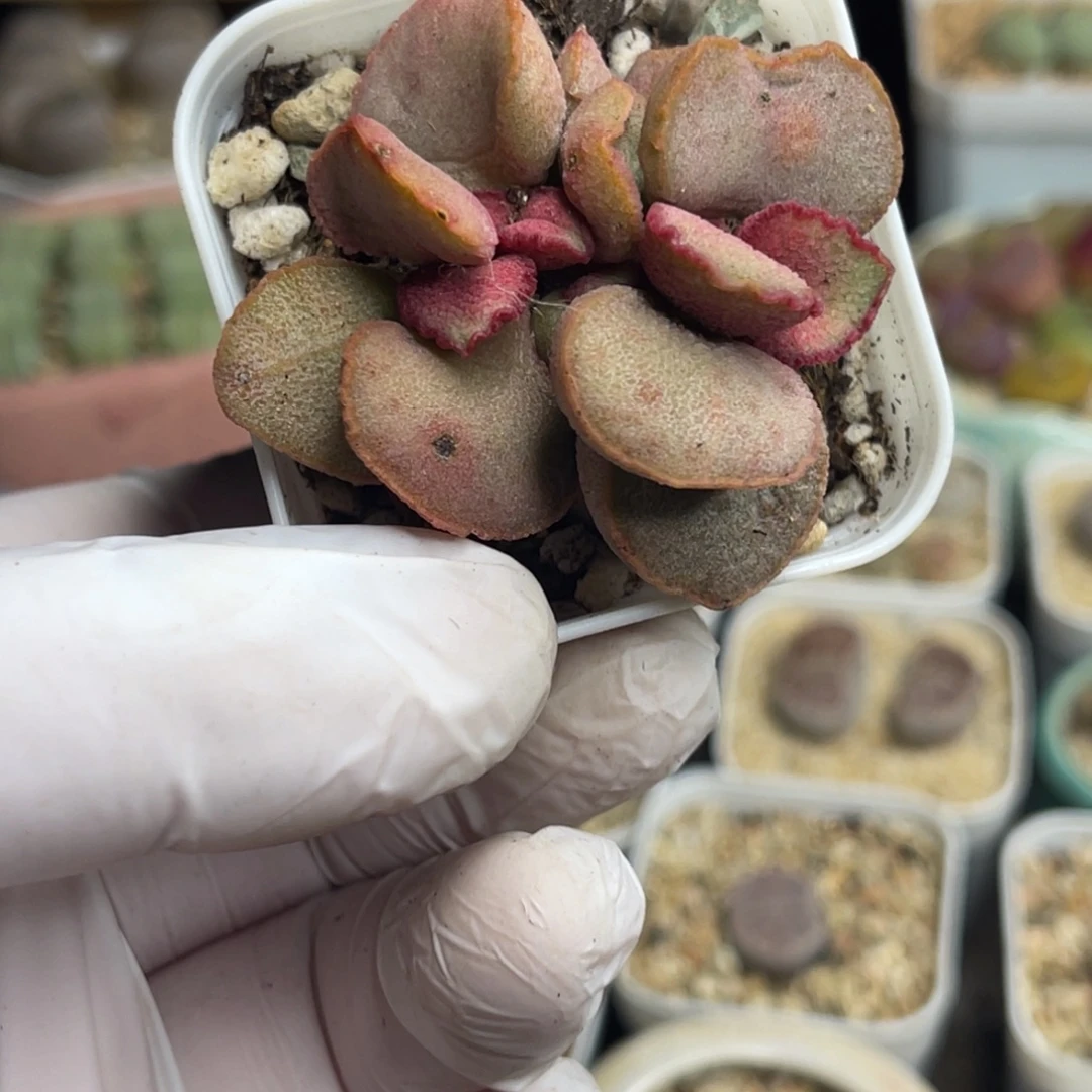 多肉植物一物一拍134