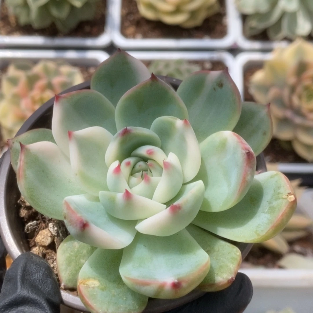 529锦锦锦锦锦锦锦锦