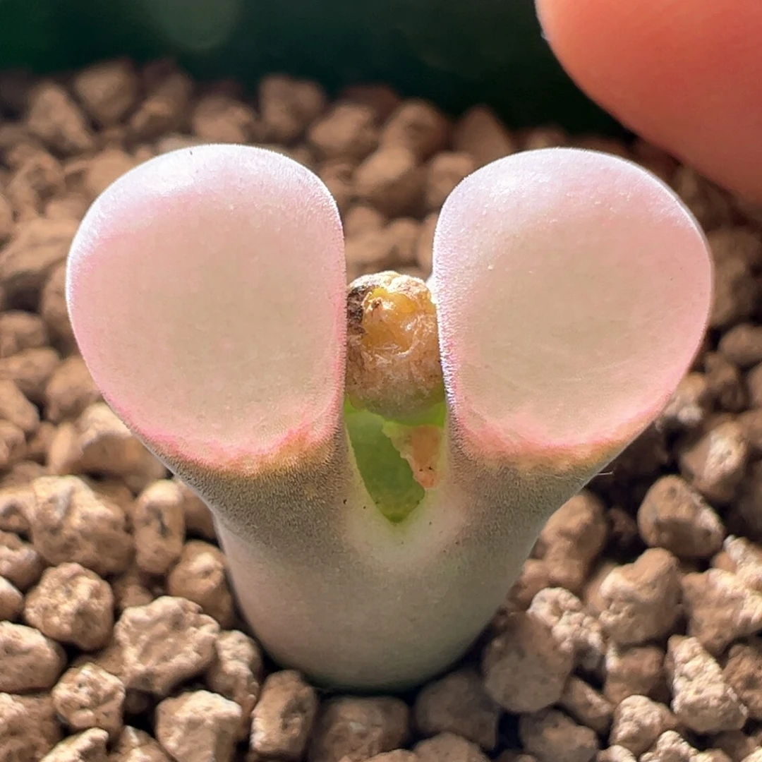 A200.  青蛙种源优选三年1.4尺寸鲑鱼粉。  九折福利。