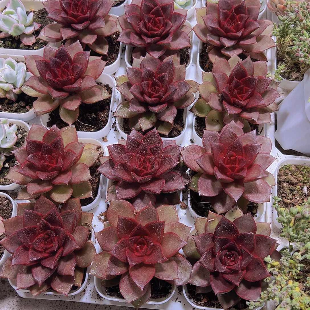 理**拜红玫瑰30个拖发货