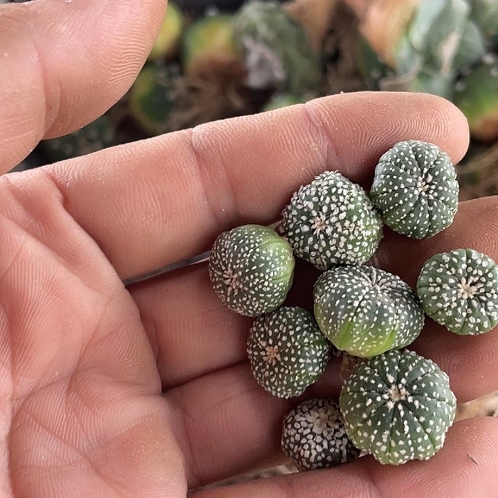 咖***喱无花朵奇迹兜苗子