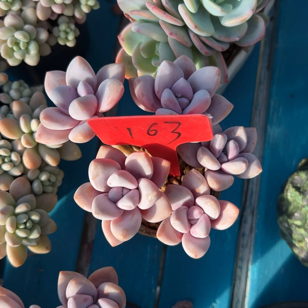 是****多肉植物一物一拍