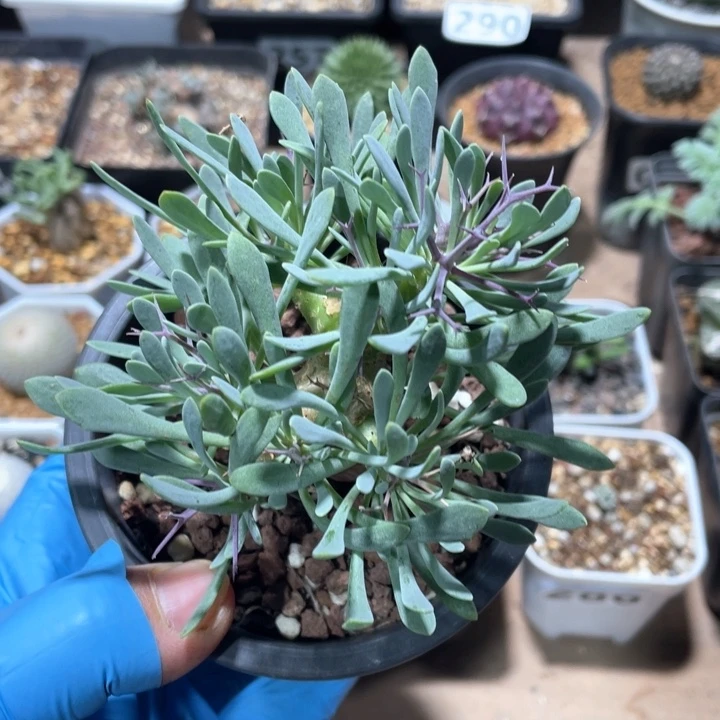 流***愿299黑鬼殿厚墩菊块根