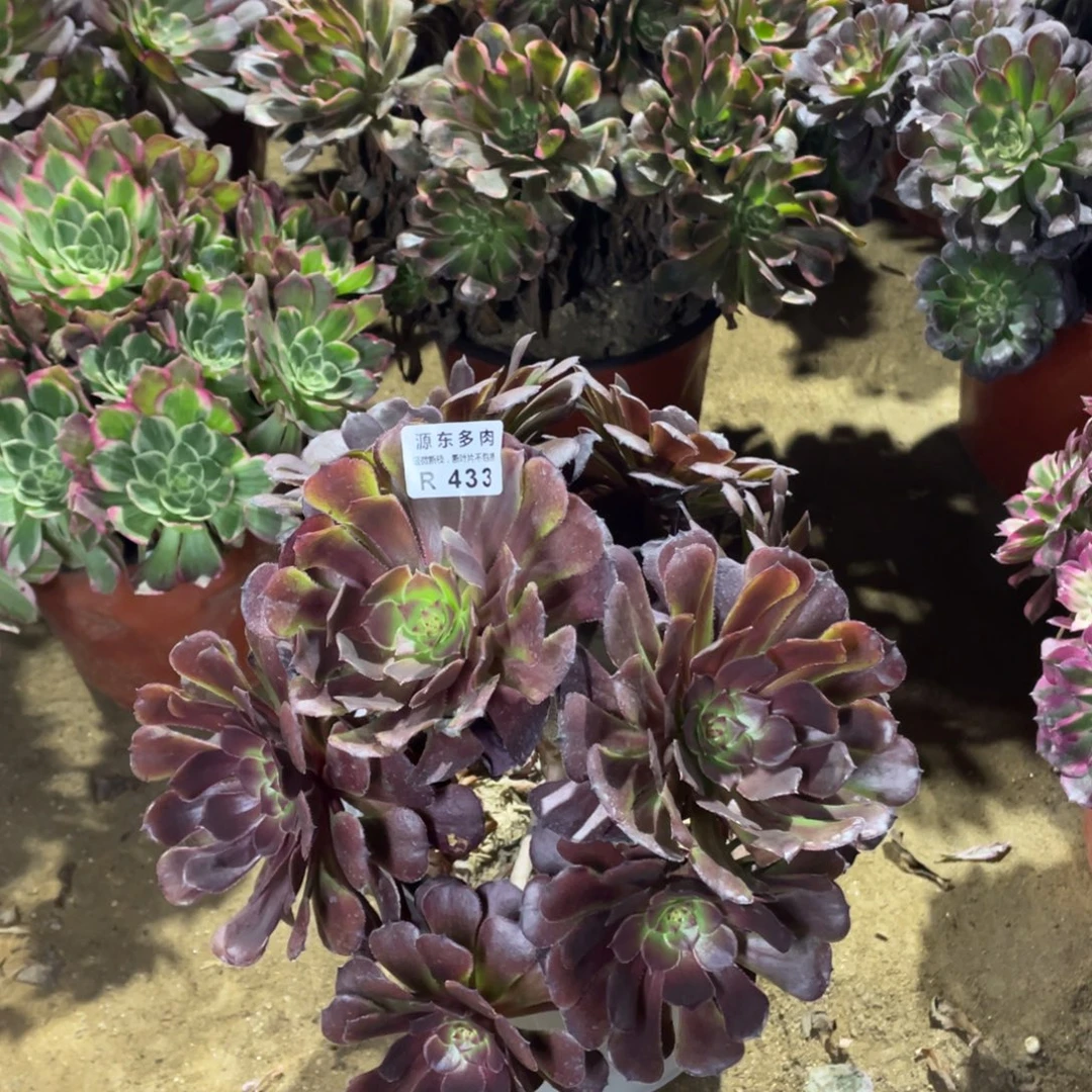 433黑暗多肉法师断枝不包