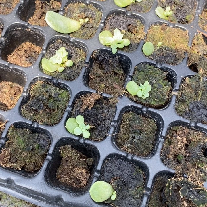 泼天财富芽苗一个多肉