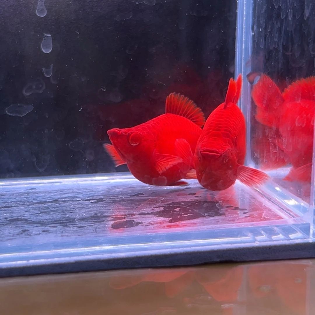 孔雀鱼红箭球两条