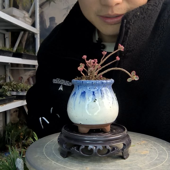 嗯*小盆景小植物一物一拍249