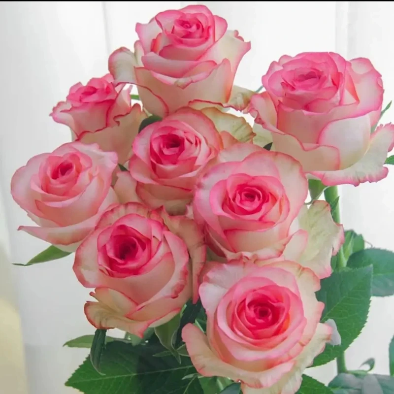 【买5送1】香水爱莎玫瑰花苗月季花苗盆栽地栽阳台庭院四季开花