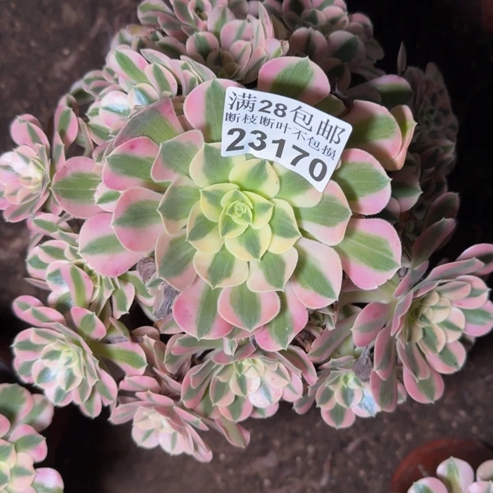 23170女巫多肉植物