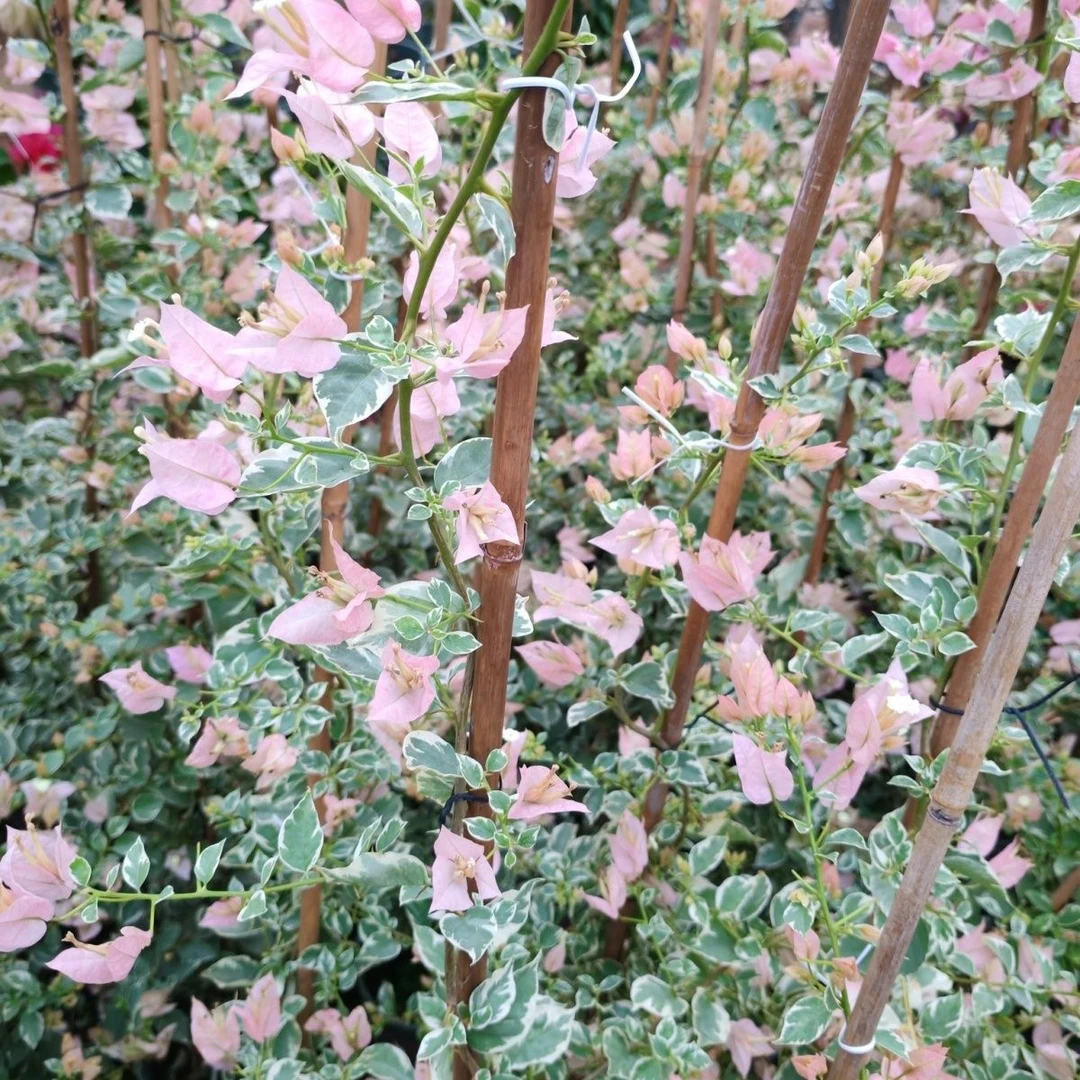 【花叶少女心】三角梅h四季开花好养勤花品种苗不带盆不带花