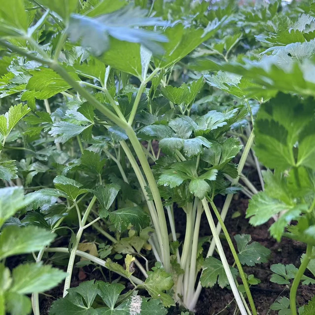【顺丰包邮】玉晴推荐农家菜园子农家肥蔬菜新鲜本地芹菜